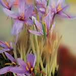 Growing Saffron: let's talk about price and yield!