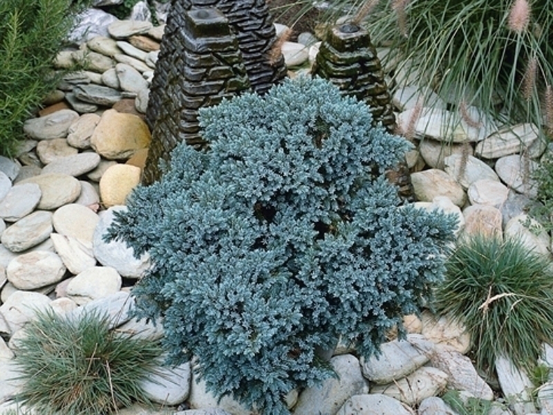 Is the conifer a kitsch bush?