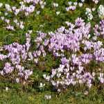 Ivy-leaved cyclamen, carpets of flowers in autumn