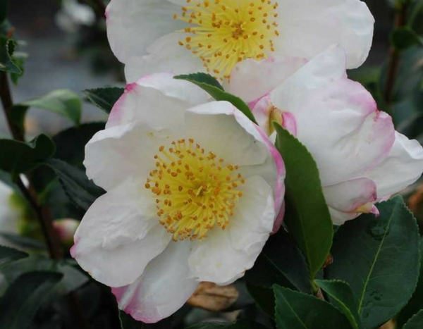 3 tips to successfully grow Autumn Camellia