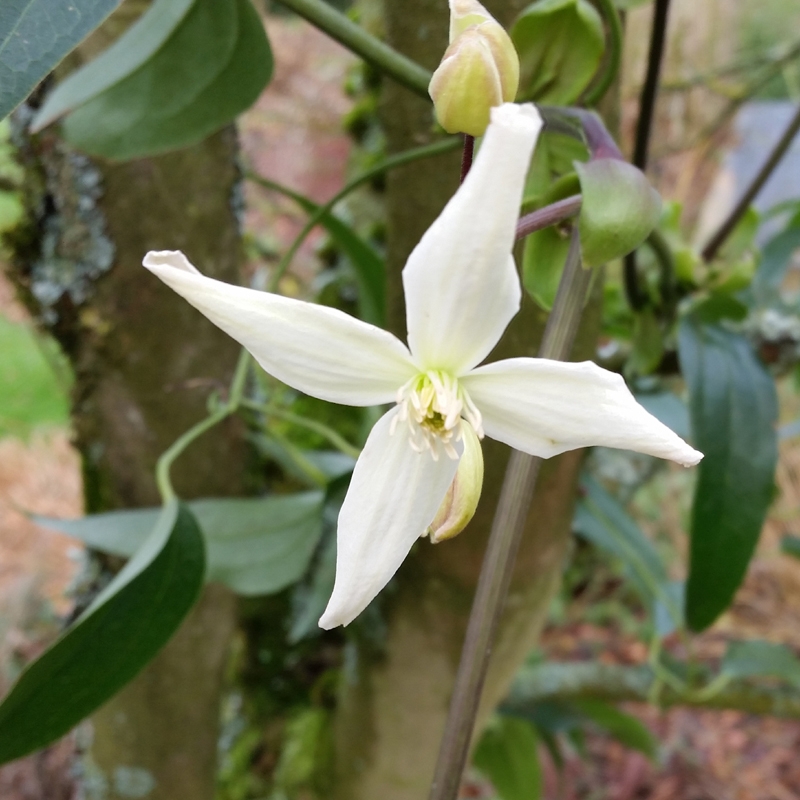 Cold weather is coming: there is still time to protect the plants