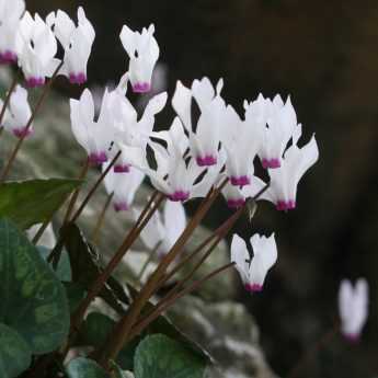 Cyclamens: Planting and Care