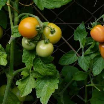 Planting tomatoes in plug plants