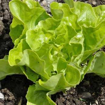 How to successfully sow lettuce?