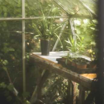 Vegetable plug plants: how to plant them properly for a productive kitchen garden?