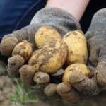 Choosing your young potato plants