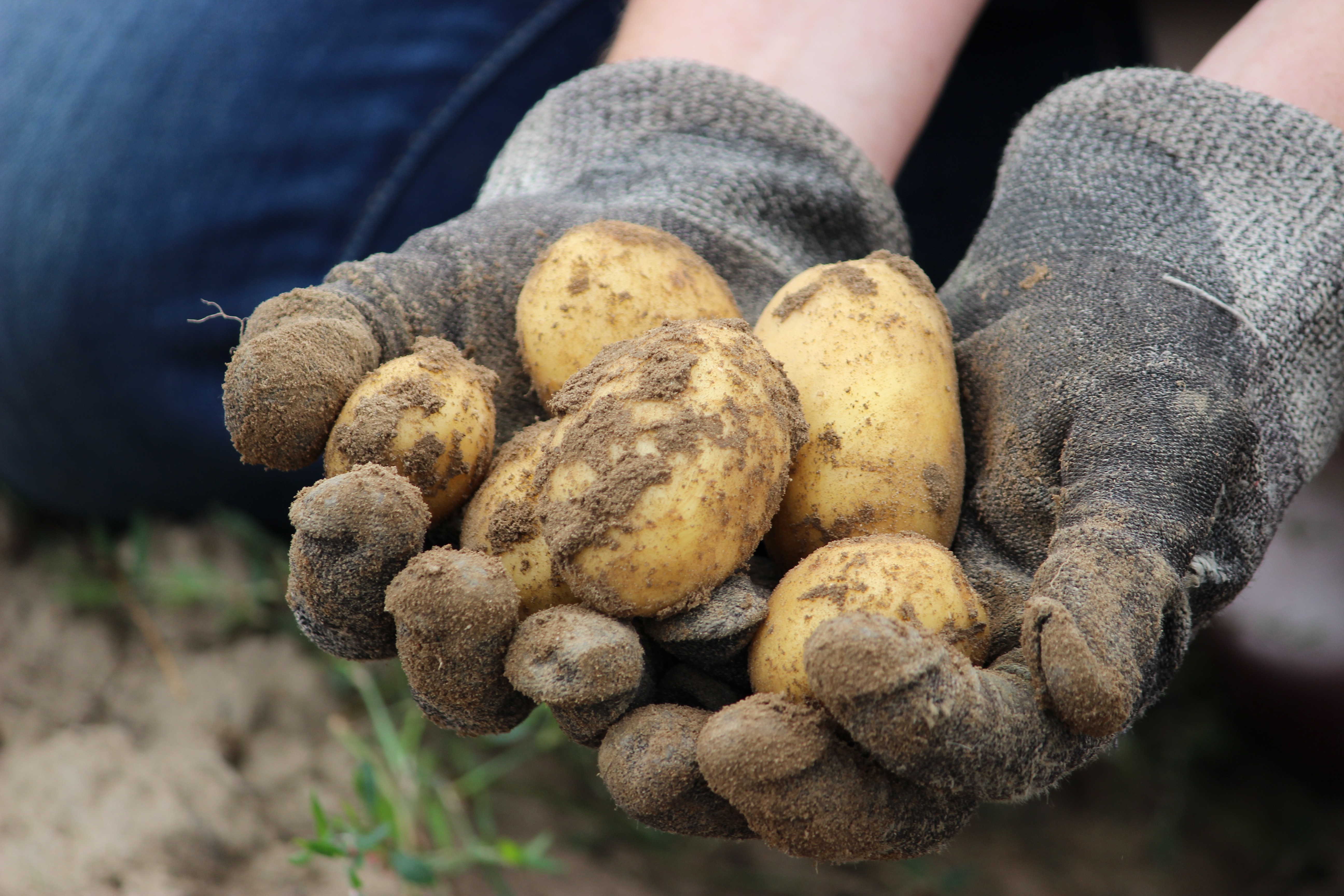 Choosing your young potato plants