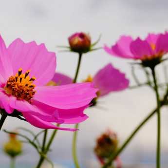 How to sow annual seeds: directly in the ground or in seed trays?