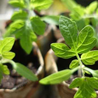 Sowing tomatoes and transplanting them