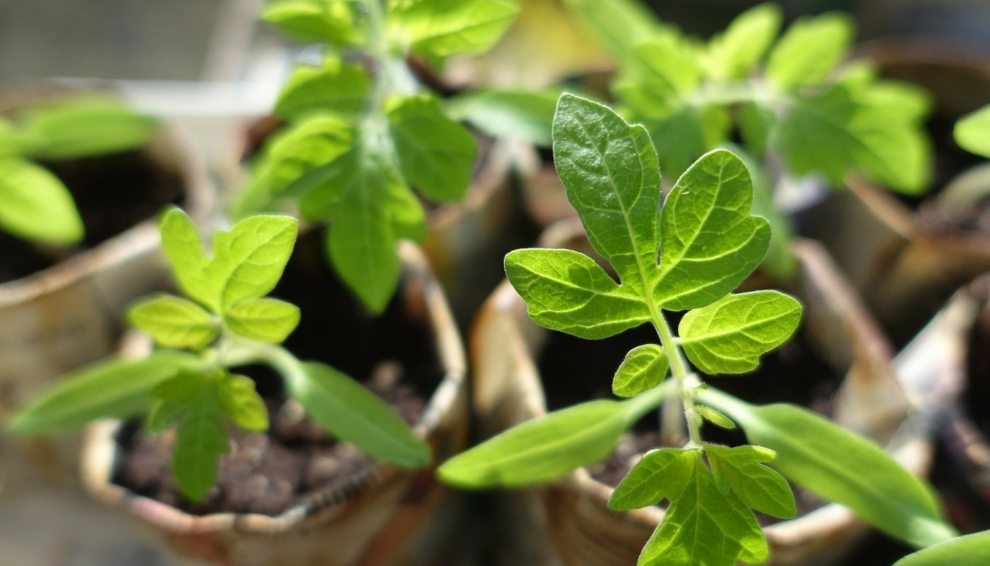 Sowing tomatoes and transplanting them