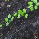 Thinning of sowings