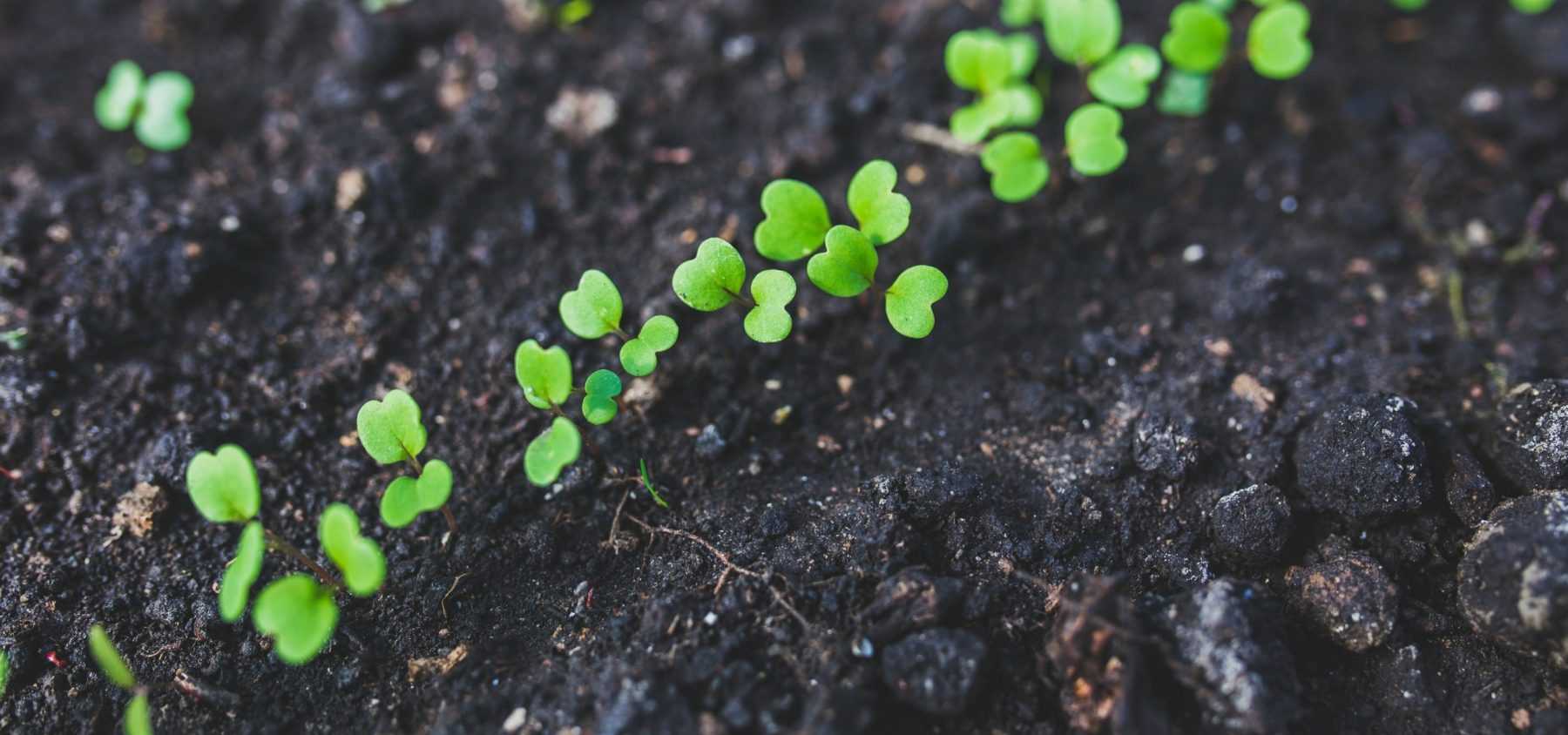 Thinning out seedlings