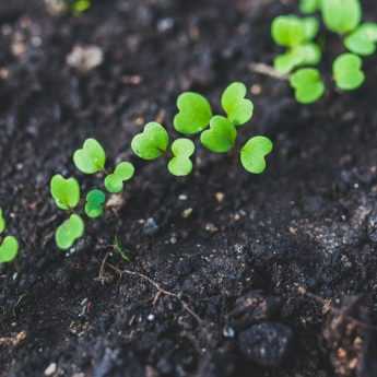 Thinning out seedlings