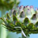 The Artichoke: Planting, Sowing, Growing and Care