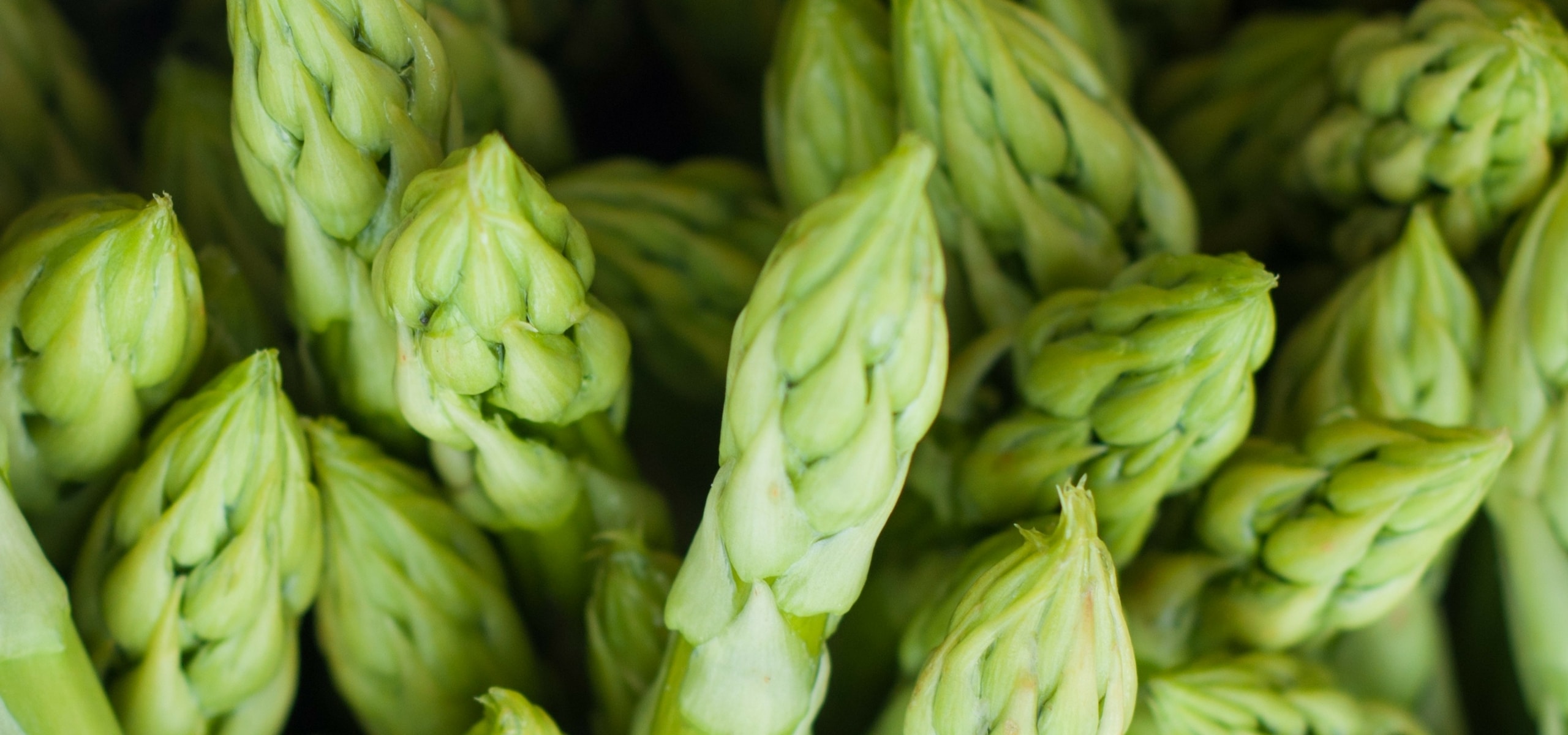 Plant asparagus