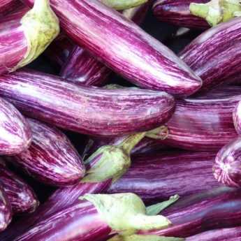 Succeeding in growing aubergines