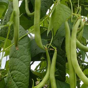 Growing Beans: Tips and Tricks
