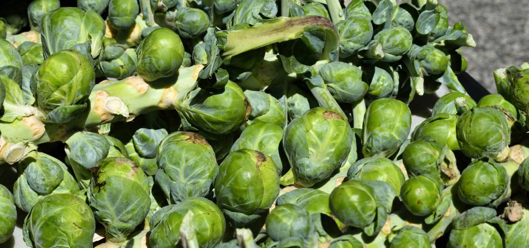Succeeding in growing Brussels sprouts