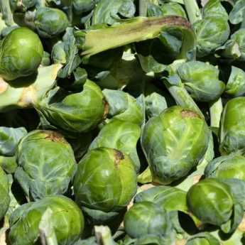 Succeeding in growing Brussels sprouts