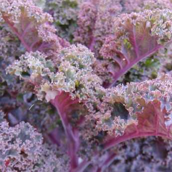 Growing kale and curly cabbage in the vegetable garden
