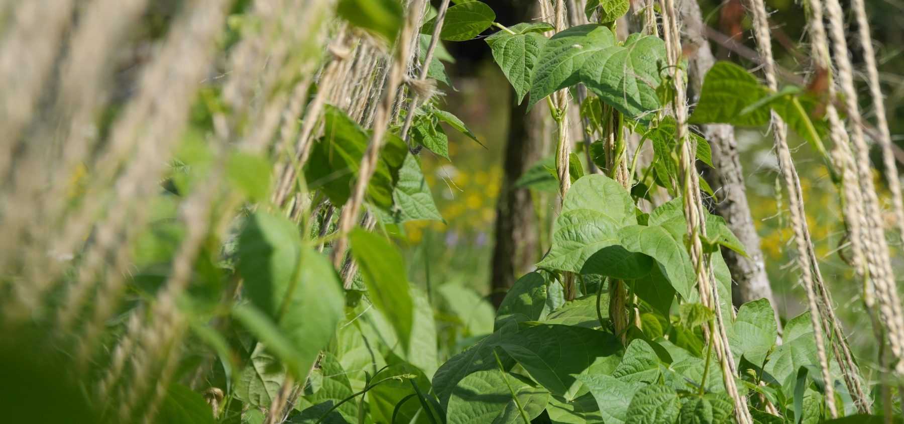 Staking climbing vegetable varieties