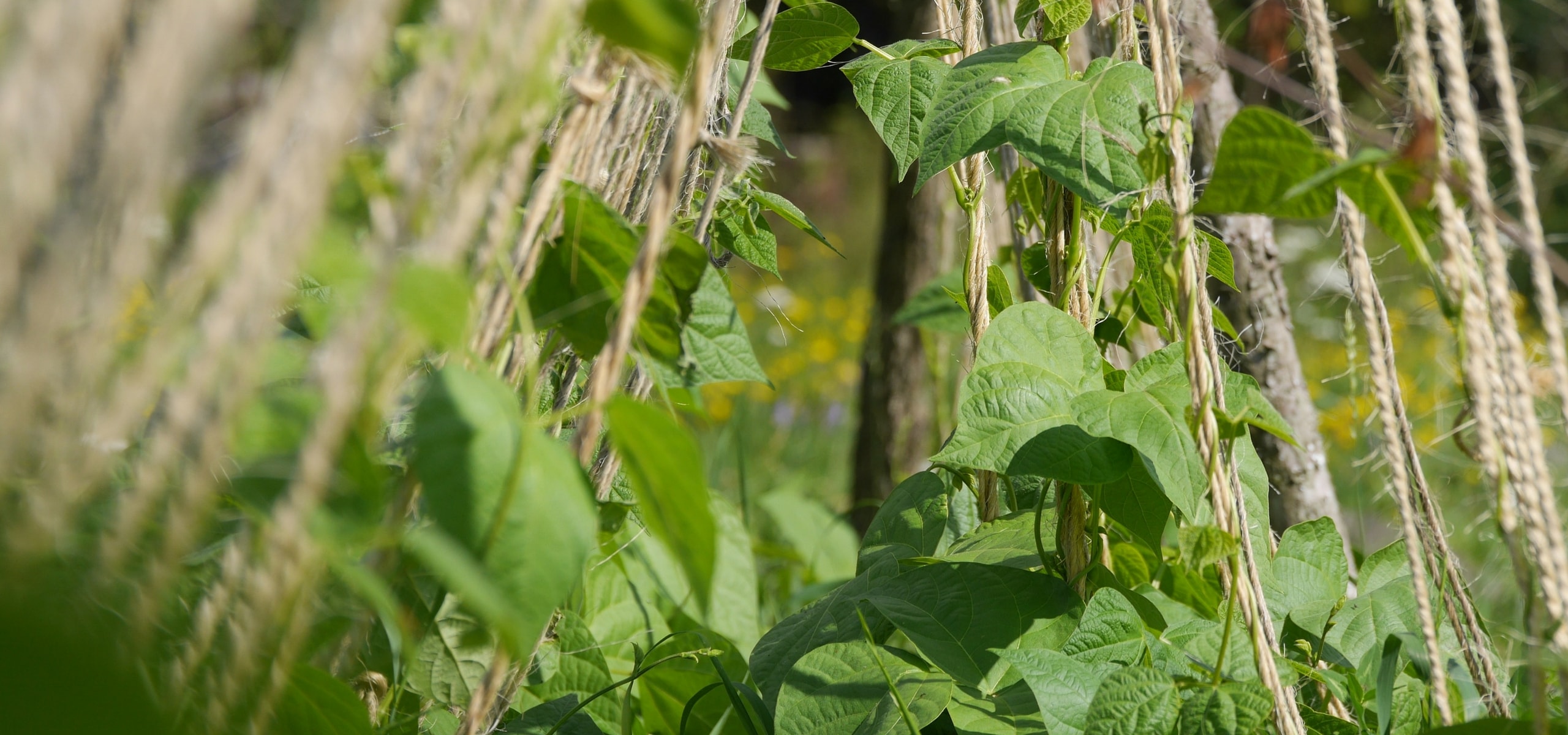 Support climbing varieties of vegetables