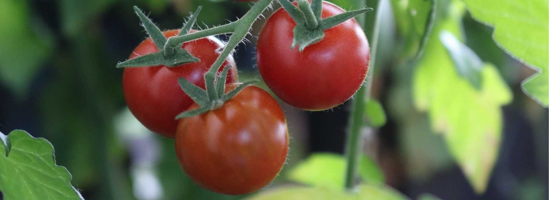 Growing Tomatoes Successfully