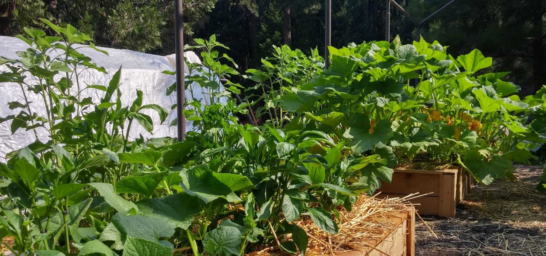 Crop rotation