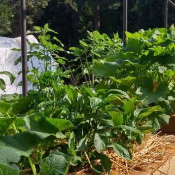 Crop rotation