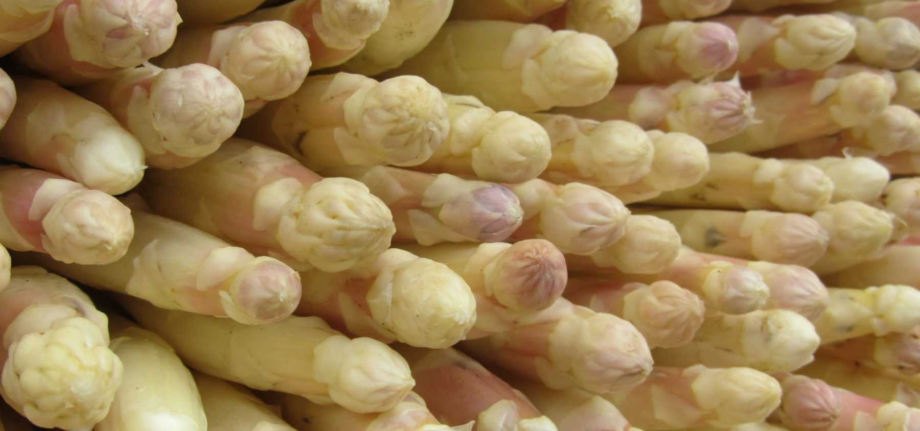 Succeeding in growing asparagus