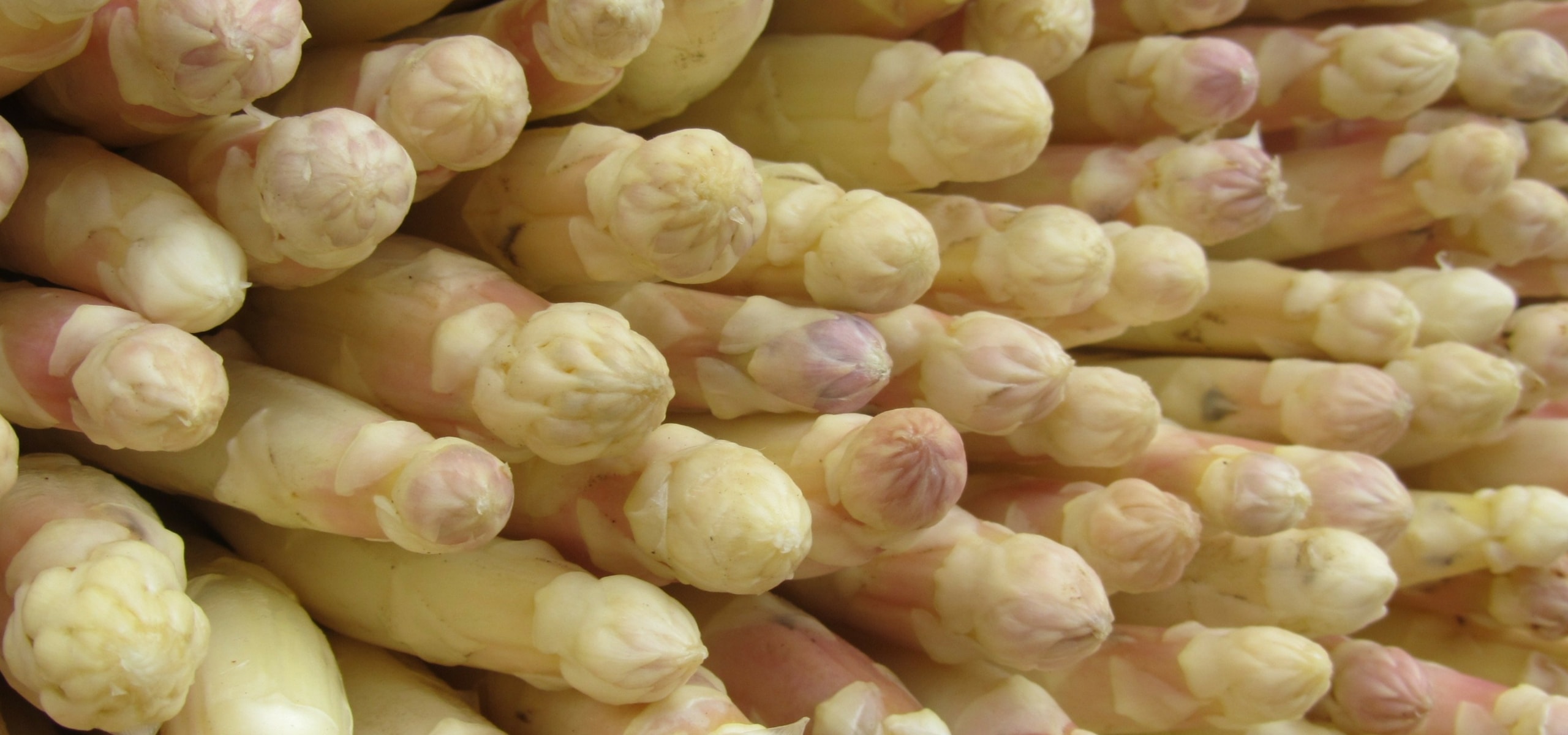 Succeeding in growing asparagus