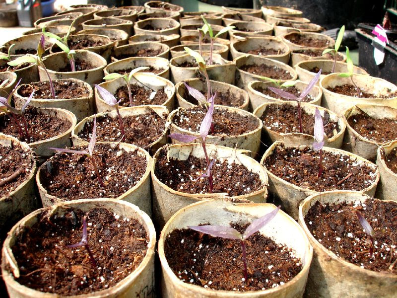 Early sowing in the vegetable garden: let's get started!