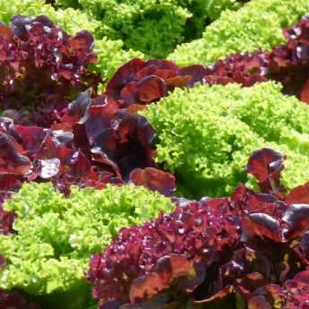 Growing Lettuce Successfully