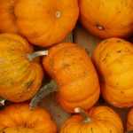 Sowing squash and courgettes