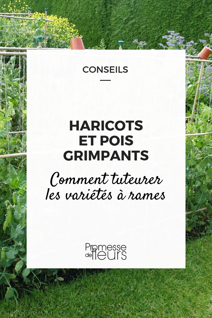 Staking climbing varieties