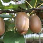 Growing kiwi