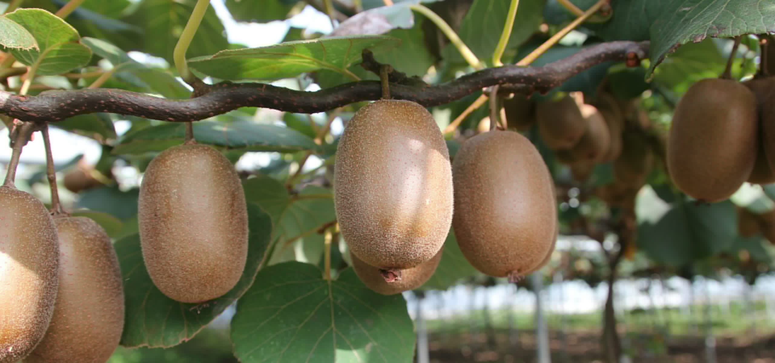 Growing kiwi