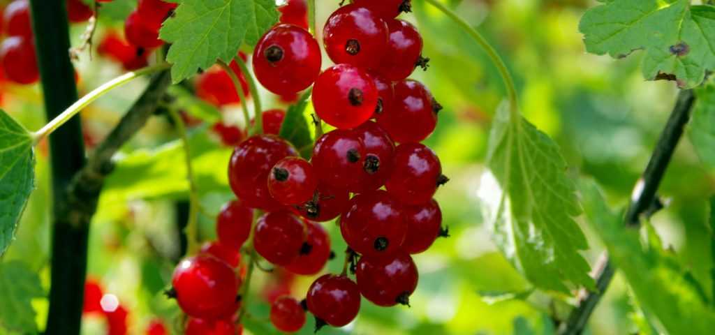Planting young fruits