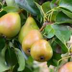 Pyrus: planting, pruning and care
