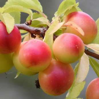 Plum Tree: Planting, Pruning and Care