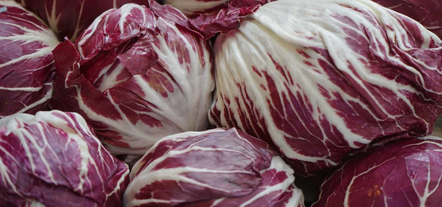 Growing Chicory Successfully and Blanching It
