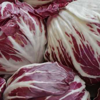 Growing Chicory Successfully and Blanching It