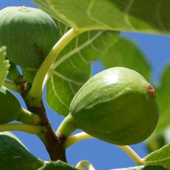 Ficus: planting, pruning and maintenance