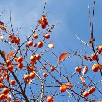 Kaki or persimmon: planting, pruning and maintenance