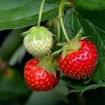 Planting bare root strawberries
