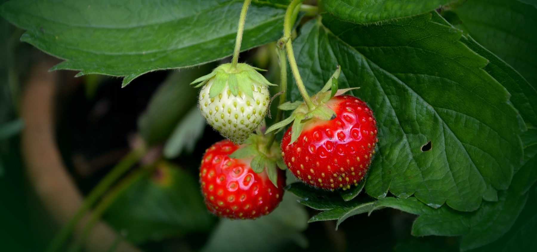 Planting bare root strawberries