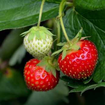 Planting bare root strawberries