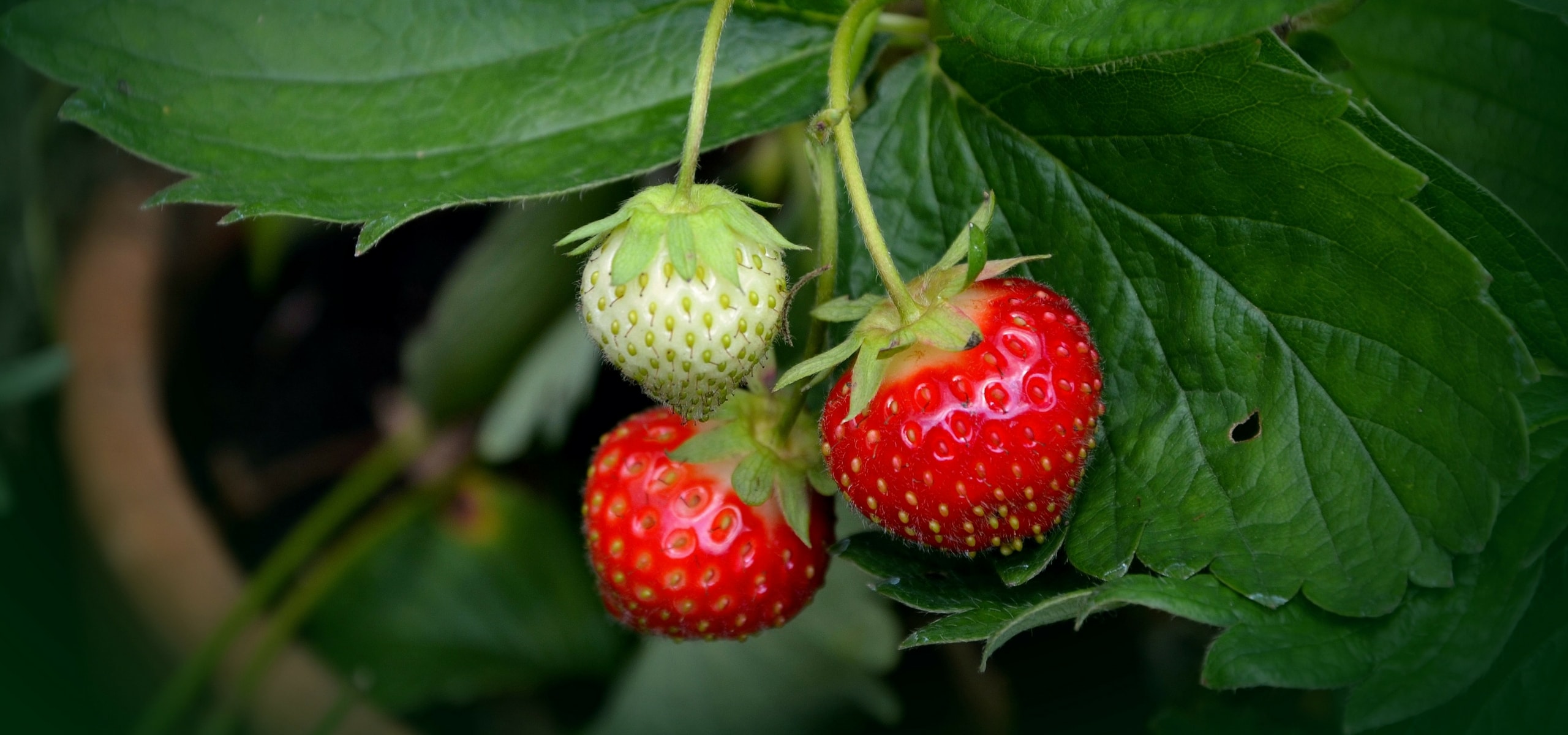 Planting bare root strawberries