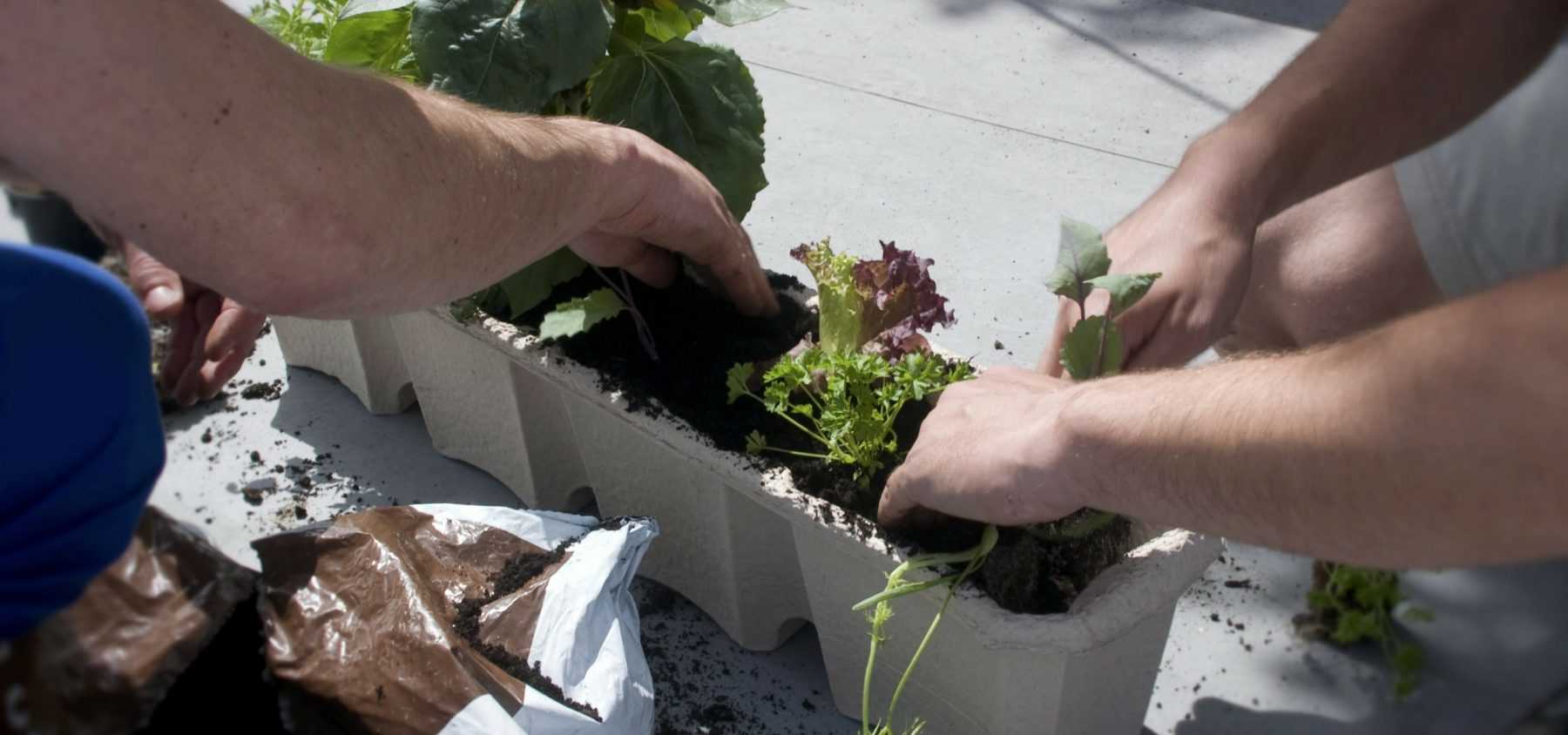 The balcony vegetable garden