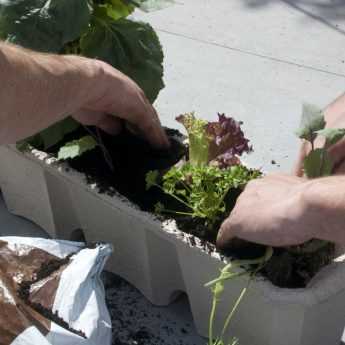 The balcony vegetable garden
